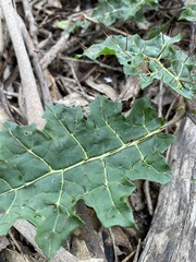 Solanum prinophyllum