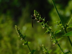 Phimenes flavopictus blanchardi