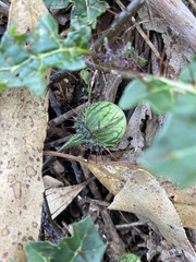 Solanum prinophyllum