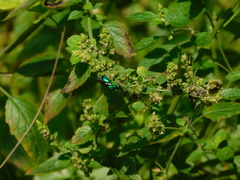 Stilbum