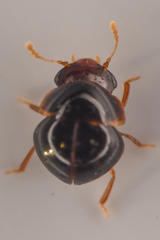 Agathidium