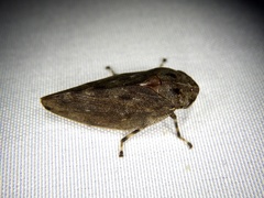 Aphrophora major