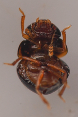 Agathidium