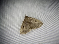 Sinarella rotundipennis