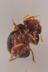 Agathidium