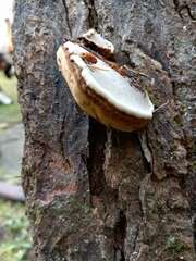 Ganoderma applanatum