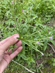 Epilobium obscurum