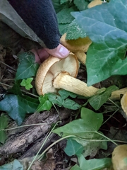 Gymnopilus ventricosus