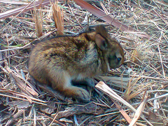 Sylvilagus brasiliensis