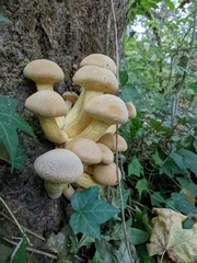 Gymnopilus ventricosus