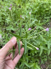 Epilobium obscurum