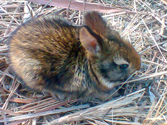 Sylvilagus brasiliensis