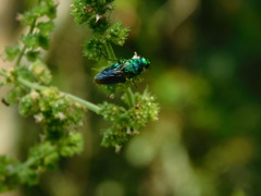 Stilbum