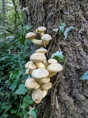 Gymnopilus ventricosus