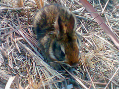 Sylvilagus brasiliensis