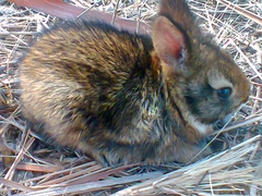 Sylvilagus brasiliensis