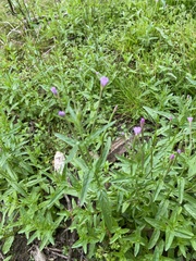 Epilobium obscurum