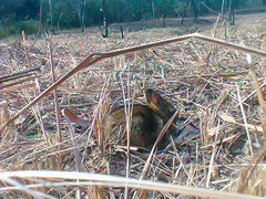 Sylvilagus brasiliensis