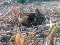 Sylvilagus brasiliensis