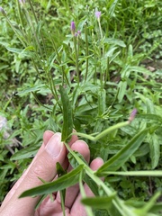 Epilobium obscurum