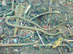 Thamnodynastes pallidus