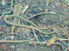 Thamnodynastes pallidus