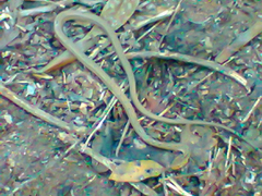 Thamnodynastes pallidus