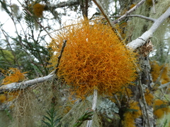 Teloschistes flavicans