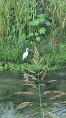 Ardea alba