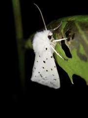 Spilosoma lubricipeda