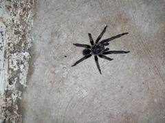Theraphosinae
