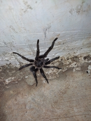 Theraphosinae