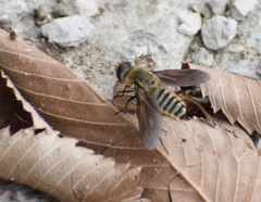 Poecilanthrax lucifer