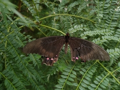 Lepidoptera