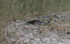 Apalone spinifera emoryi