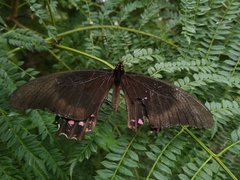 Lepidoptera