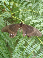 Lepidoptera