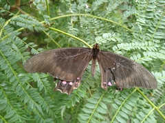 Lepidoptera