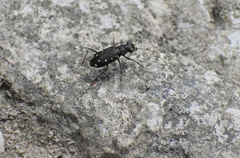 Cicindela ocellata
