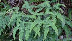 Dicranopteris