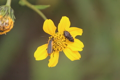 Acmaeodera rubronotata