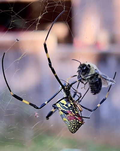 Joro Spider, photo 6 of 9