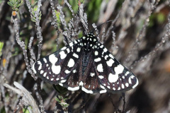 Periscepta polysticta