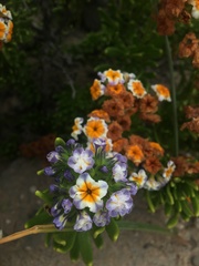 Heliotropium floridum