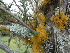 Teloschistes flavicans