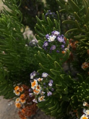 Heliotropium floridum