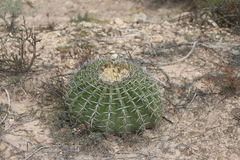 Echinocactus platyacanthus