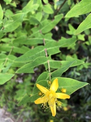 Hypericum grandifolium