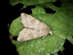 Diarsia canescens