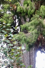 Dacrydium cupressinum
